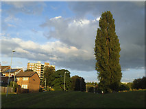 SE2533 : Poplar tree by Pudsey Road by Stephen Craven