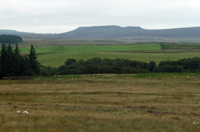 Grassland near Fontburn Reservoir (6)