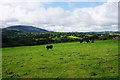 SH6169 : Cows above the Ogwen valley by Bill Boaden