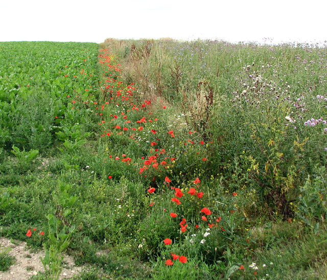 Wild poppies