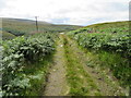 SE0116 : Track through the bracken by John H Darch