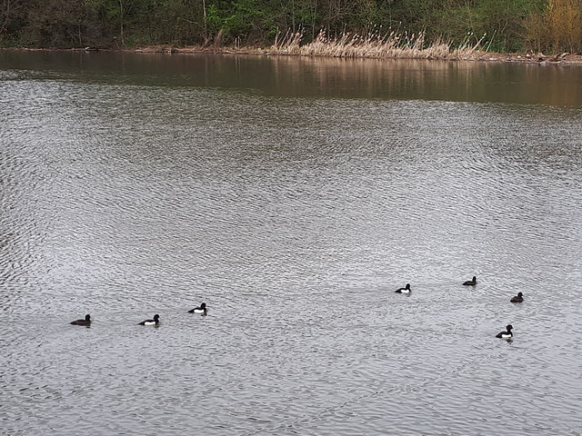 Tufted ducks and coots, Farnley reservoir