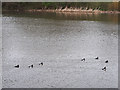 SE2533 : Tufted ducks and coots, Farnley reservoir by Stephen Craven