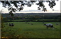 SO7977 : Cows next to Hoarstone Lane by Mat Fascione