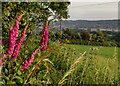 SO7977 : Foxgloves along Hoarstone Lane by Mat Fascione