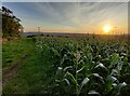 SO7977 : Farmland next to Hoarstone Lane by Mat Fascione