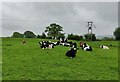 SO7876 : Cows at Lighthouse Farm by Mat Fascione