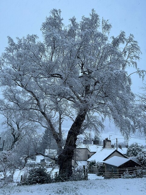 Tree with November snow