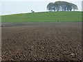 SU1170 : Avebury Down by Andrew Smith