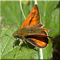 TL4661 : Large skipper butterfly (Ochlodes venata ) by Keith Edkins