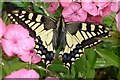 TG3406 : Swallowtail Butterfly RSPB Strumpshaw Fen Norfolk by Janet Richardson