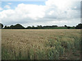  : Wheatfield by Lower Stone Road by Robin Stott