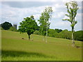 H6017 : The old Dartrey estate  deer on the slopes above Inner Lough by D Gore