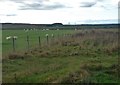  : Rough and improved grazing at Mey Hill by Alan Reid