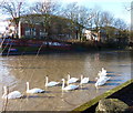 SK5803 : Swans on the Grand Union Canal by Mat Fascione