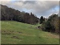 SO7977 : Horse paddocks near Wassell Wood by Mat Fascione