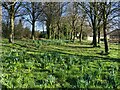 SE3536 : Signs of spring in Seacroft by Stephen Craven