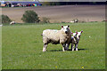 SP5159 : Ewe and lambs at Catesby by Stephen McKay