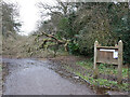 SJ4065 : Fallen tree in the Duke's Drive/Chester Approach by John S Turner