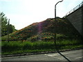 SE4523 : Poppies & Daisies on M62 Bridge Embankment by Paul Johnston-Knight