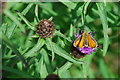 SH4442 : Pili-pala ar bencaled - Butterfly on knapweed by Alan Fryer