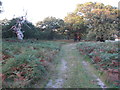 TM3550 : Footpath through Staverton Park by Roger Jones