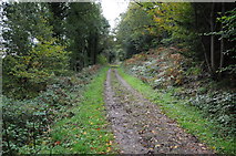  : Track through Wentwood by Philip Halling