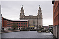 SJ3390 : Royal Liver Building from Princes Dock (1) by The Carlisle Kid