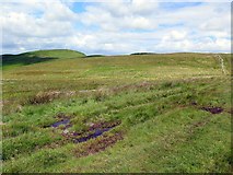  : View over Dere Street to Cunzierton Hill by Andrew Curtis