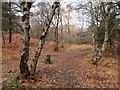 SJ2485 : Footpath on Thurstaston Hill and boundary stone #5 by John S Turner