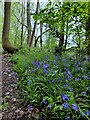 SO7977 : Bluebells in the Pigstyehill Coppice by Mat Fascione