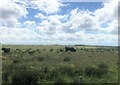  : Cattle grazing near East Mey by Eirian Evans