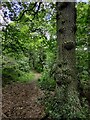 SO7977 : Path through Wassell Wood by Mat Fascione