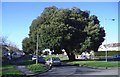 SU1387 : Holm oak, Moredon. by Roger Cornfoot