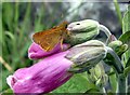 SE2200 : Large Skipper Butterfly on Foxglove by John Fielding