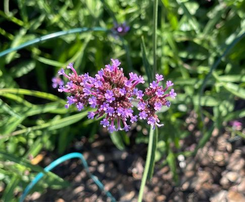 Photo of Wicker Park - Chicago Park District - Chicago, IL, US. Purpletop Vervain.