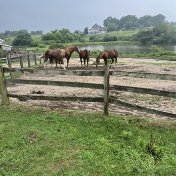 DEEP HOLLOW RANCH BEACH & TRAIL RIDES - Updated December 2024 - 81 ...