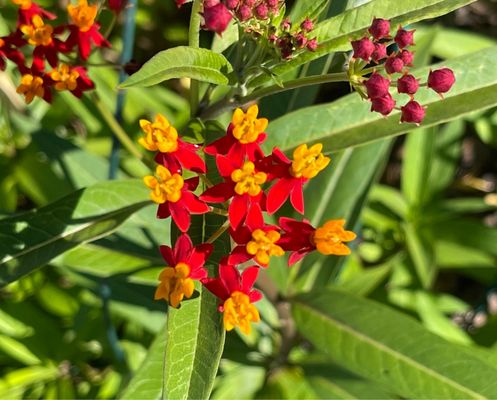 Photo of Wicker Park - Chicago Park District - Chicago, IL, US. Tropical milkweed.