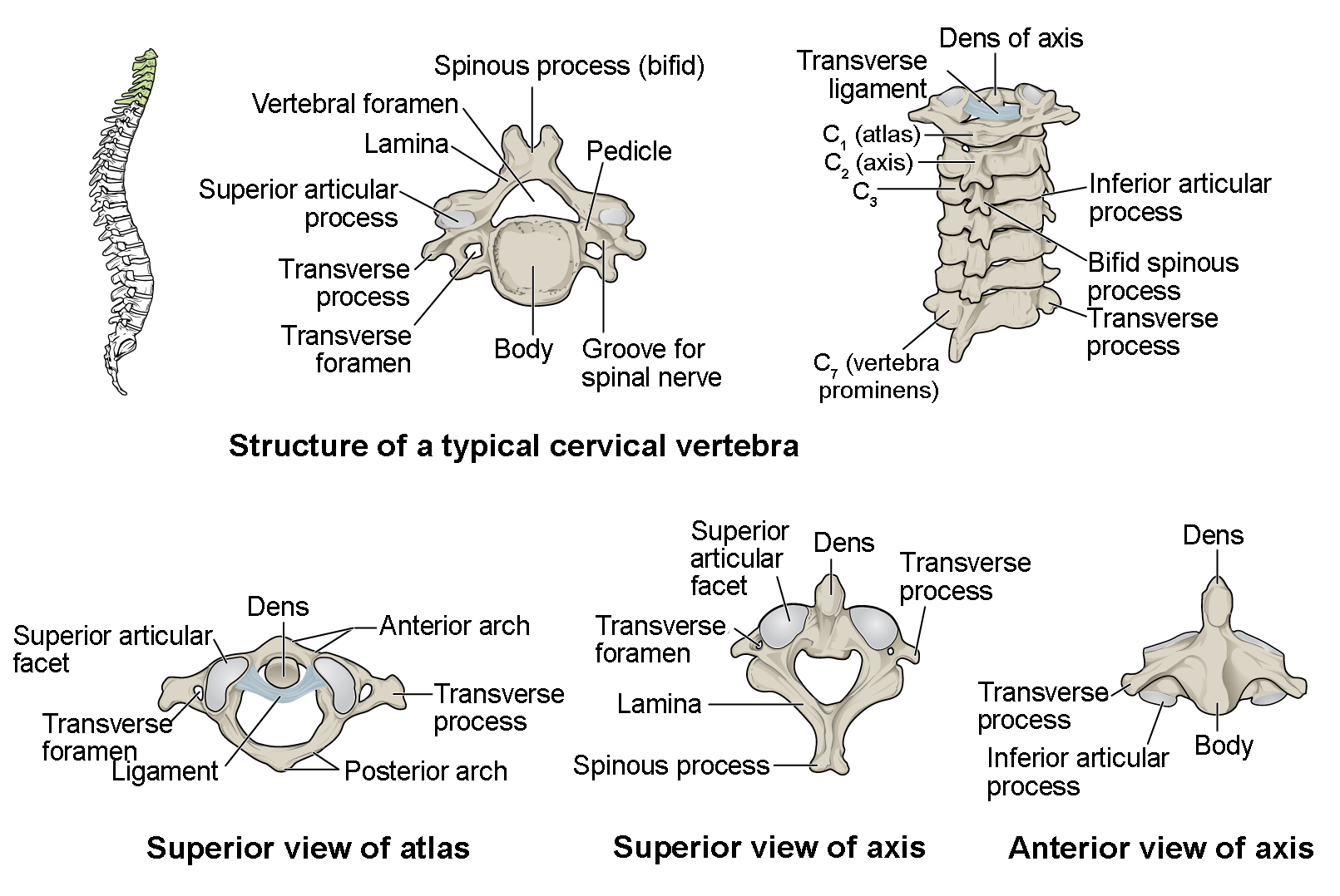 Cervical Vertebrae Cervical Vertebrae Cervical Human Body Anatomy | My ...