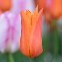 Ballerina Tulip