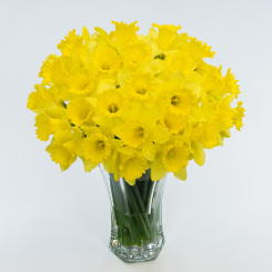 Field Daffodils