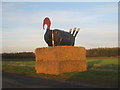  : Straw Turkey by Jonathan Thacker