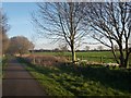 SE6044 : Daffodils along the cycle path by DS Pugh