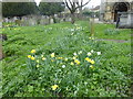 TQ2177 : Daffodils in Chiswick Churchyard by Marathon