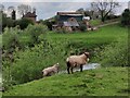 SO7581 : Sheep along the River Severn by Mat Fascione