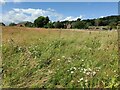 SO7976 : Grassland near Hoarstone Farm by Mat Fascione