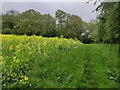 SO7977 : Oil seed rape along the Wassell Wood Circular Walk by Mat Fascione