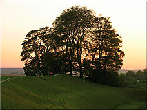 SU1069 : Silhouetted Trees at Avebury by Pam Brophy