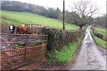  : Beef cattle by the lane by Jonathan Billinger