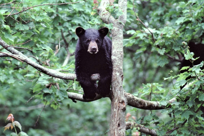 American,Black,Bear,(ursus,Americanus)